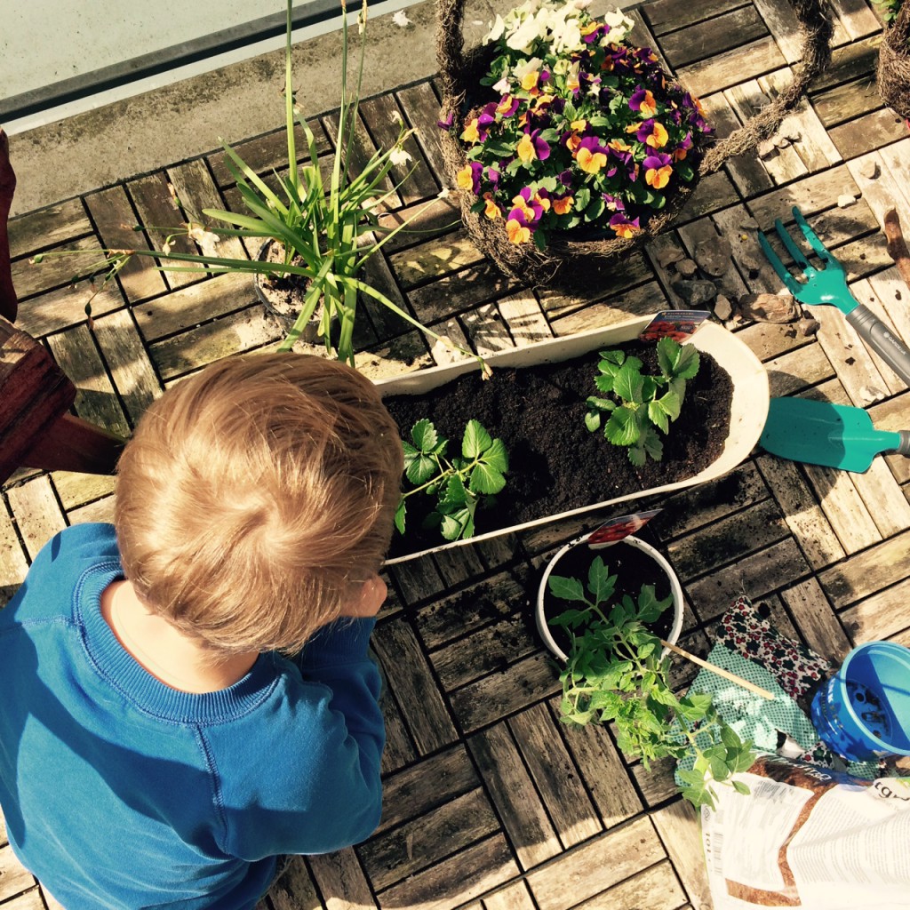 Erdbeeren Balkon