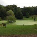 Wildpark Schwarze Berge