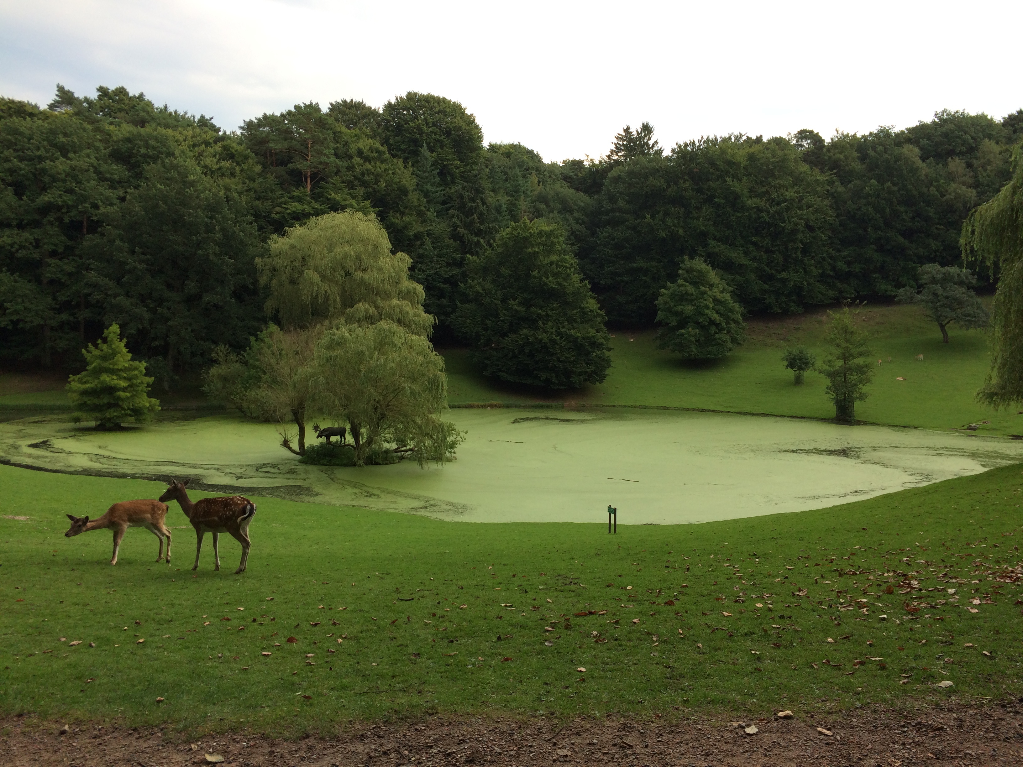 Wildpark Schwarze Berge Freigehege Dammwild