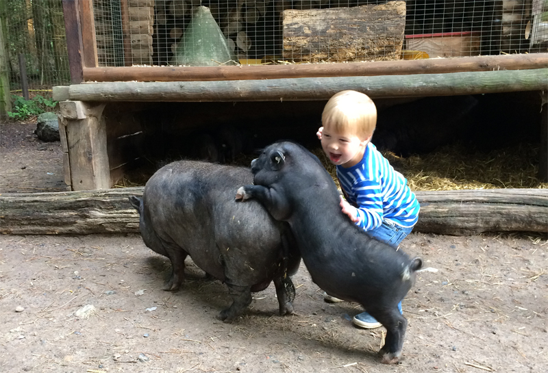 Für jede Schweinerei zu haben: Der Hamburger Knirps freut sich jedes Mal riesig über die Hängebauschweine des Wildparks