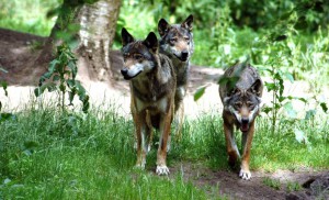 Wildpark eekholt Wölfe