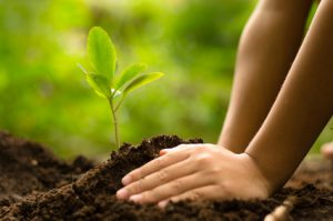 Kinder pflanzen kinder pflanzen junger baum erde