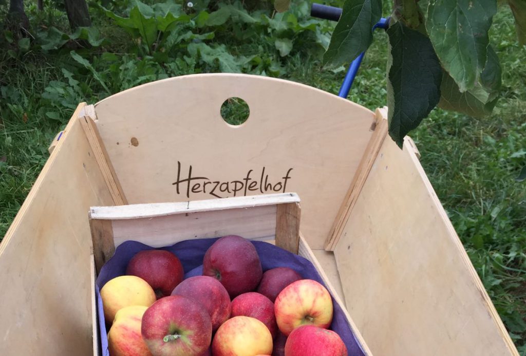 Apfelernte Altes Land Herzapfelhof