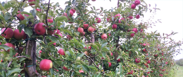 Apfel pflücken Apfelernte Apfelbäume Altes Land