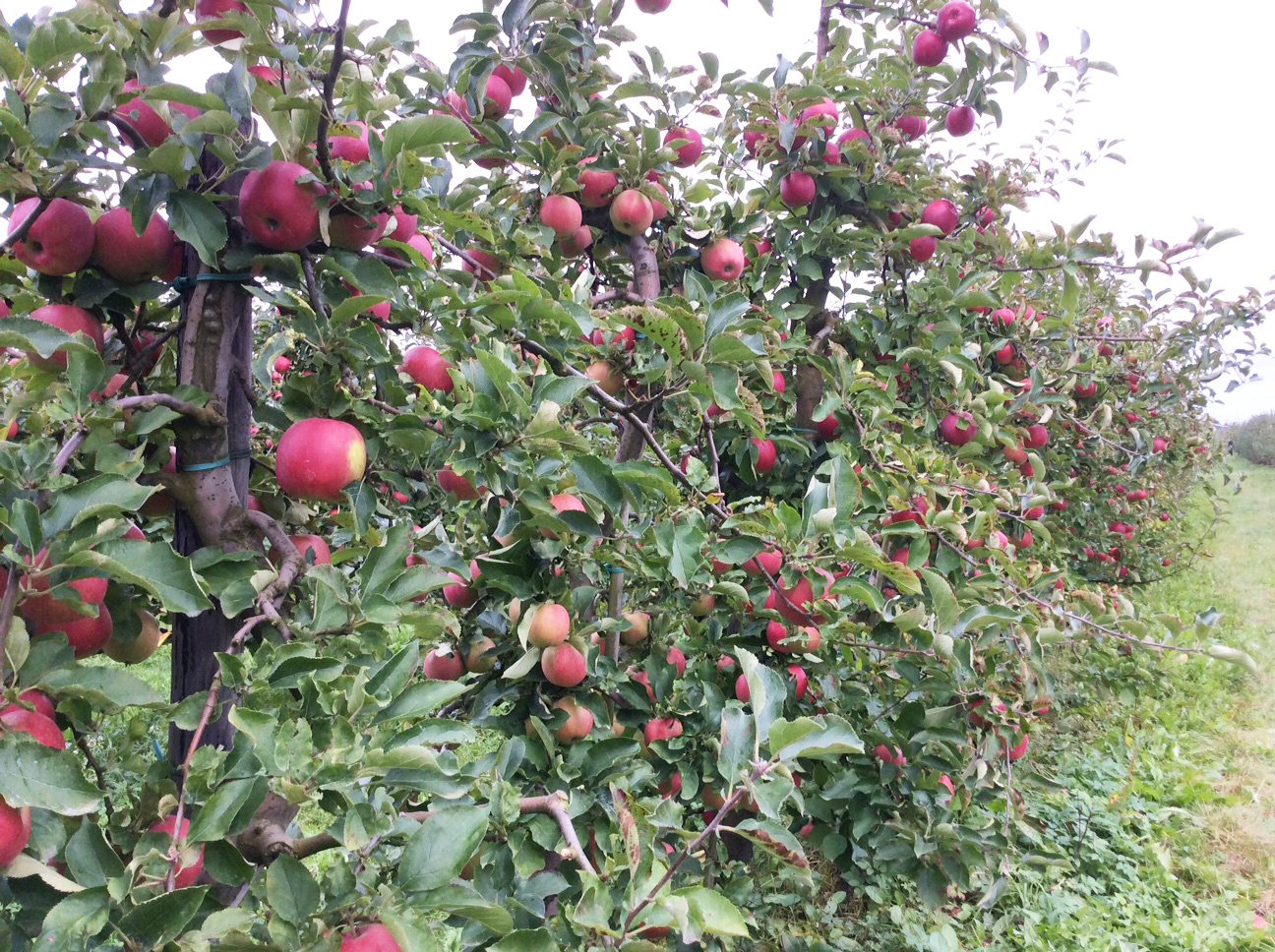 Apfel pflücken Apfelernte Apfelbäume Altes Land