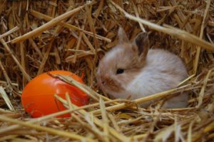 Osterbasteln Wildpark 2018