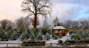 Weihnachtsbaum selbst schlagen tannenbaum kaufen erdbeerhof Glantz 