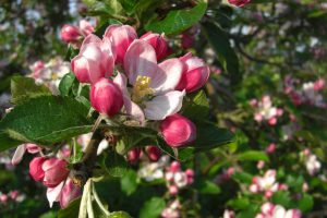 Apfelblüte Blütenfest Jork