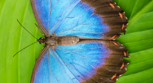 Garten-der-Schmetterlinge-Blauer_Morpho-morpho_peleides
