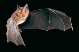 Fledermaus